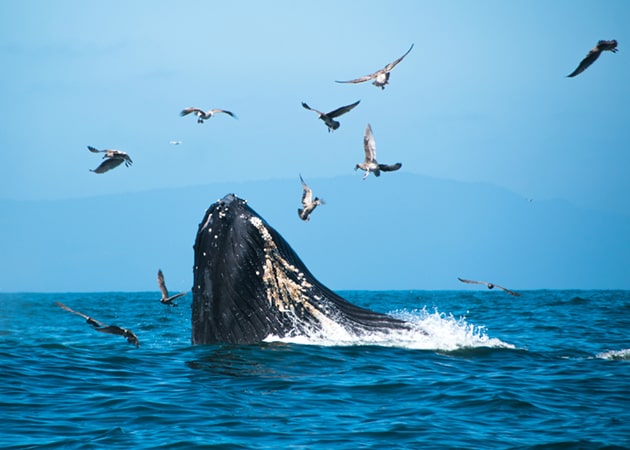 Spot the Majestic Whales! 