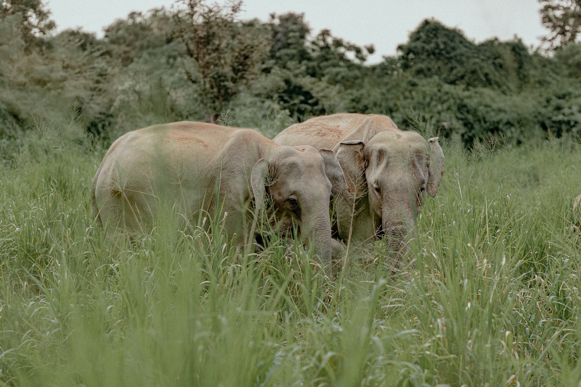 Trail Lanka Travels - gallery 2 