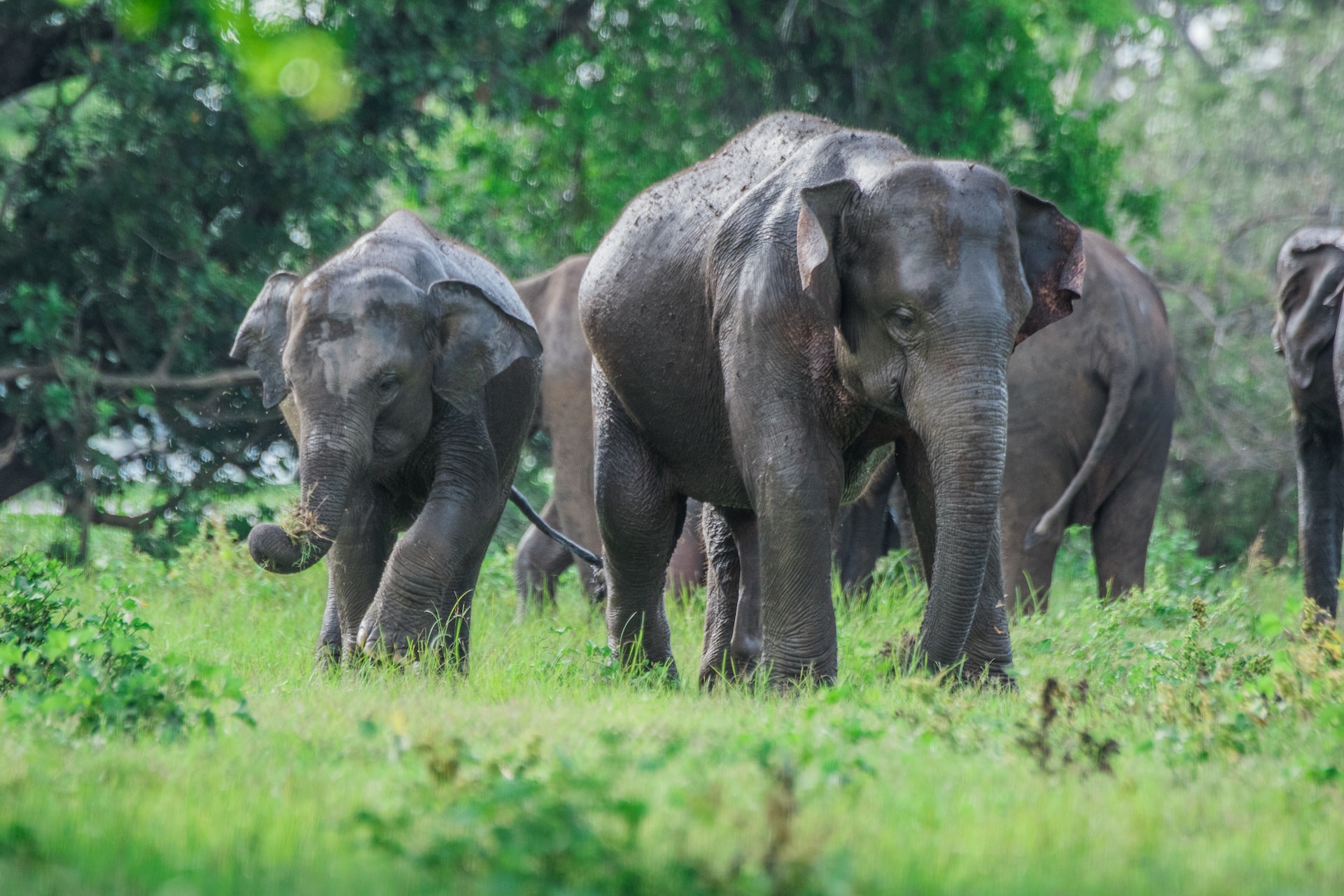 Trail Lanka Travels - gallery 3 