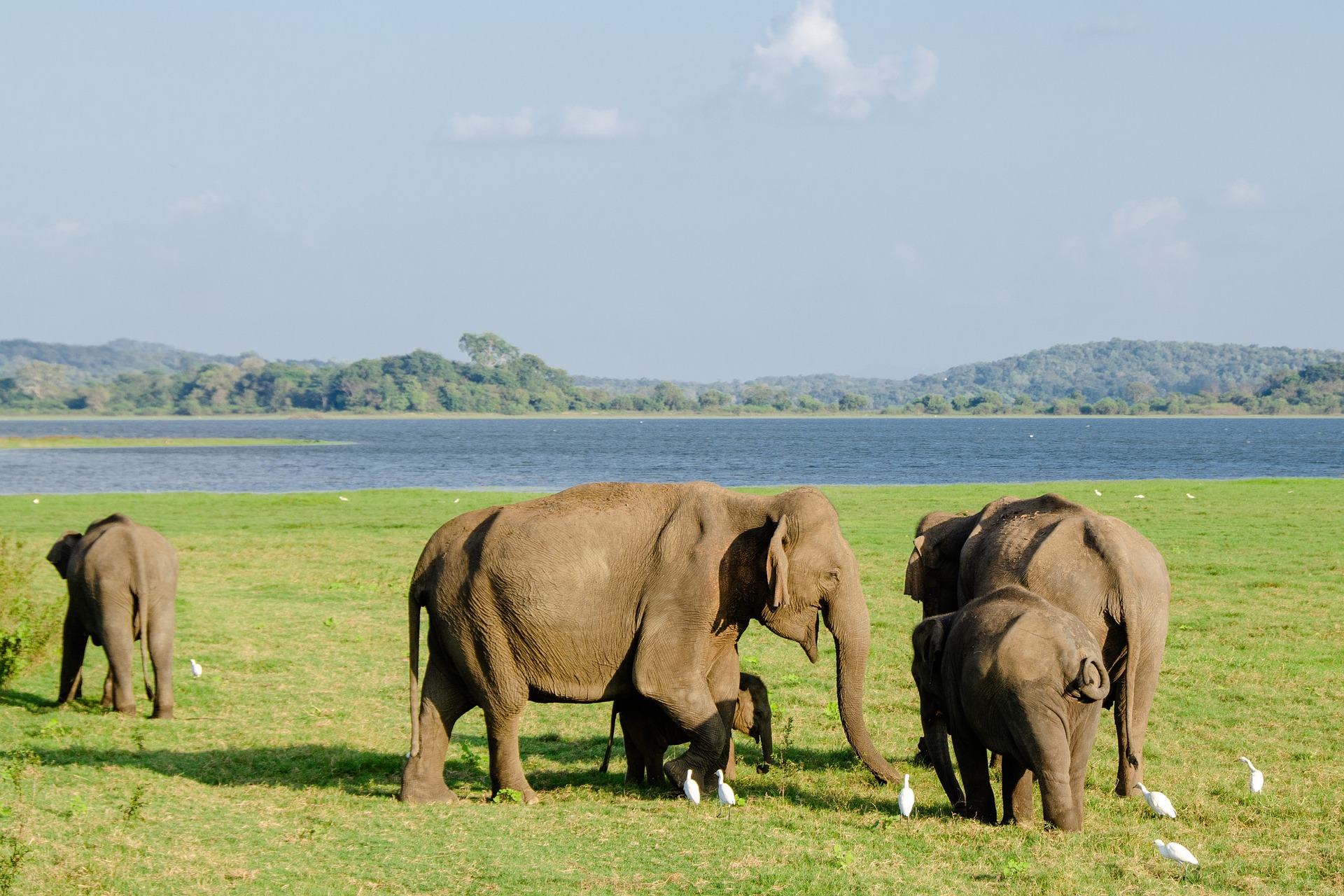 Minneriya national park tours