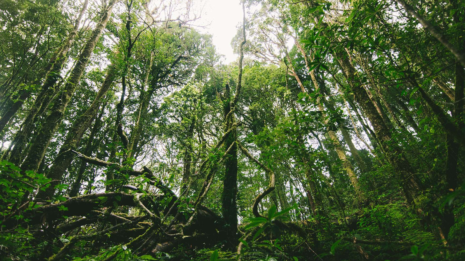 Sinharaja Trekking Day Tour