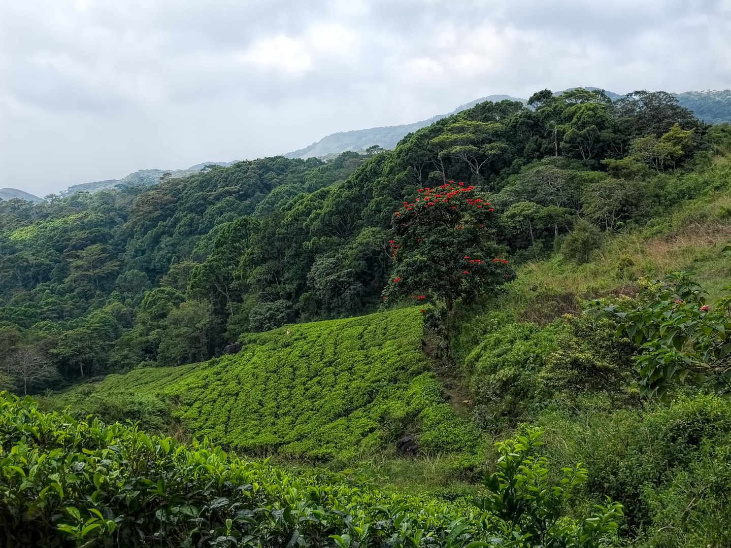 Trekking in Sinharaja rainforest