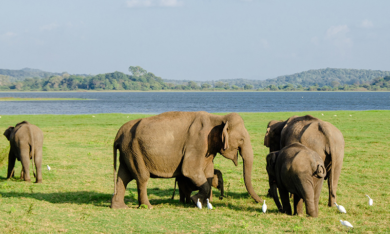 Minneriya National Park Tours