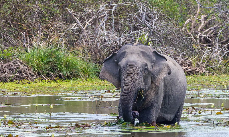 Kumana National Park Sri Lanka