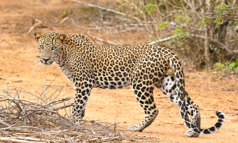 Yala National Park Day Tour