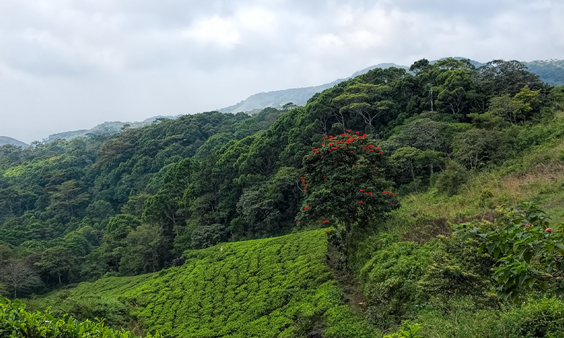 Trekking in Sinharaja Rainforest