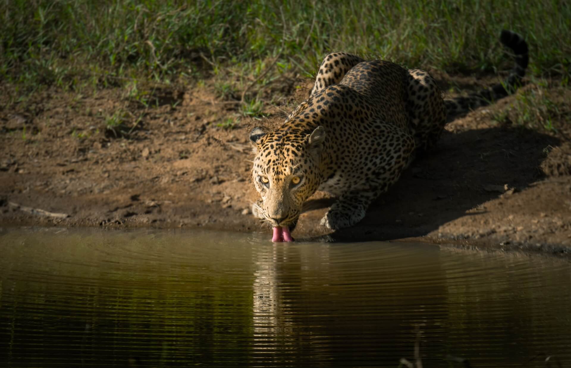 Trail Lanka Travels - Sri Lanka wildlife tour packages on Wild to the Beaches Trail